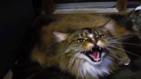 My Cat from Hell Сезон 6