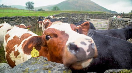 Cumbria (2021) - Episode 40 poster and promotional image