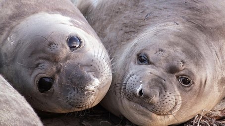 Animals with Cameras 01: Oceans (2022) - Episode 6 poster and promotional image