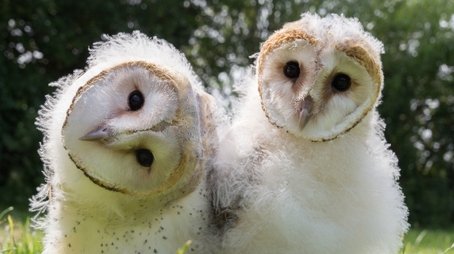 Owl Power (2015) - Episode 10 poster and promotional image