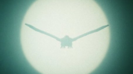 The Shocking Appearance of the Enormous White Bird!!