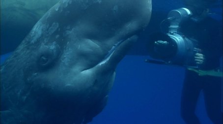 Ocean Giants: Deep Thinkers (2012) - Episode 9 poster and promotional image