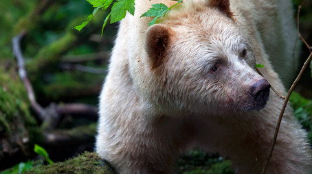 Wild Canada Сезон 1