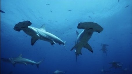Hammerhead (2004) - Episode 5 poster and promotional image
