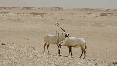 Expeditionen ins Tierreich Sezóna 2