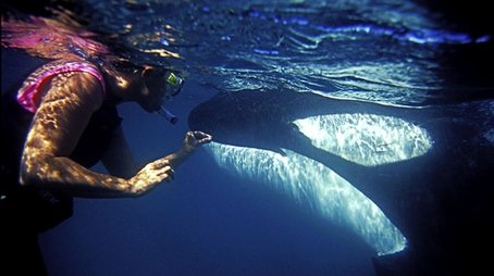 The Woman Who Swims with Killer Whales (2011) - Episode 5 poster and promotional image