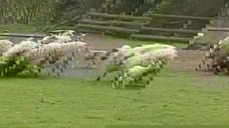 Lambs