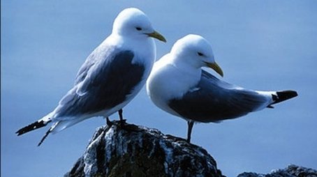 Saving Our Seabirds (2007) - Episode 8 poster and promotional image