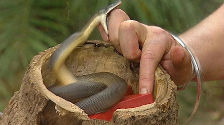 I'm a Celebrity...Get Me Out of Here! Сезон 4