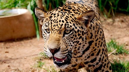 Jaguars - Born Free (2013) - Episode 6 poster and promotional image