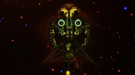 The Fish Sucking Lice That Aren’t Lice (2021) - Episode 7 poster and promotional image