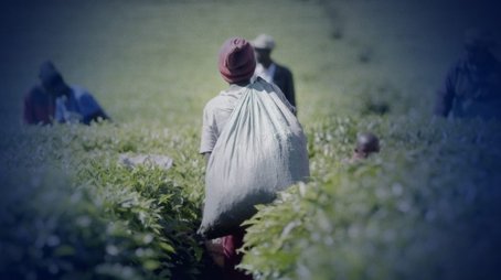 Sex for Work: The True Cost of Our Tea (2023) - Episode 6 poster and promotional image