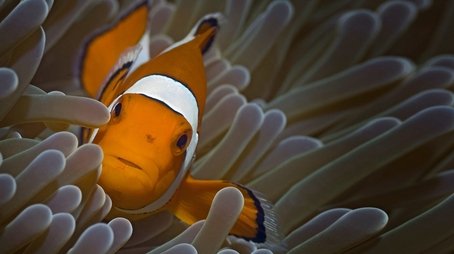 Fish (2009) - Episode 4 poster and promotional image
