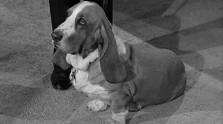 Dog Days at Shady Rest (1964) - Episode 32 poster and promotional image
