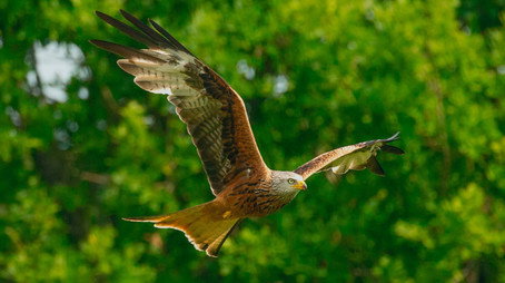 Animal Park Stagione 25