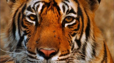 Broken Tail: A Tiger's Last Journey (2011) - Episode 10 poster and promotional image