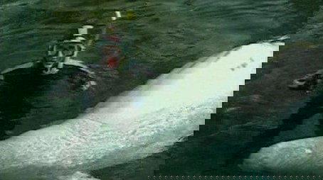 Marine Mammals (1995) - Episode 3 poster and promotional image