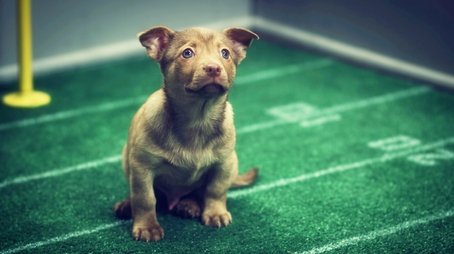Any Given Puppy Bowl (2013) - Episode 8 poster and promotional image