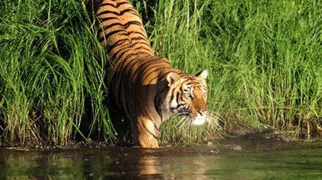 Man-Eating Tigers of the Sundarbans (2009) - Episode 10 poster and promotional image