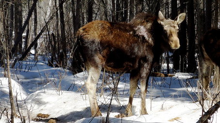 The Invaders Sezóna 1