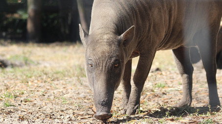 Secrets of the Zoo: Tampa Stagione 4