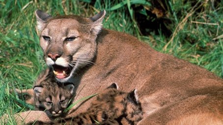 Trail of the Cougar (2002) - Episode 5 poster and promotional image