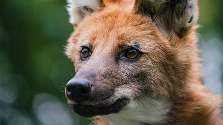 Dogs in the Wild: Defending Wild Dogs (2023) - Episode 9 poster and promotional image