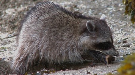 Raccoon Nation (2012) - Episode 7 poster and promotional image
