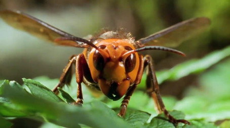 72 Dangerous Animals: Asia Сезон 1
