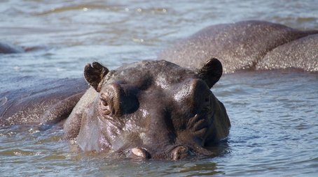 Hippos: Africa's River Giants (2020) - Episode 10 poster and promotional image