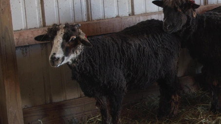 The Incredible Pol Farm Sezóna 1