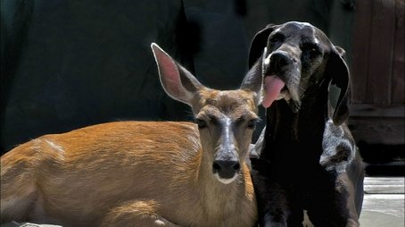 Animal Odd Couples (2012) - Episode 3 poster and promotional image