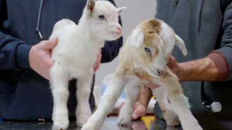 Don't Rock the Goat (2020) - Episode 3 poster and promotional image