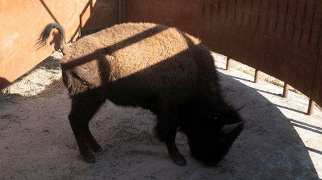 Bring On the Bison! (2020) - Episode 5 poster and promotional image