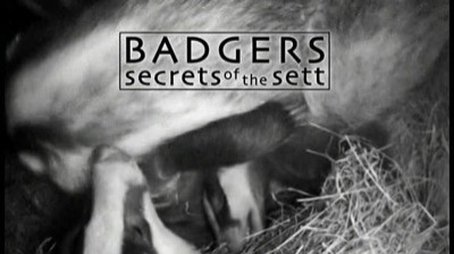 Badgers - Secrets Of The Sett (2008) - Episode 7 poster and promotional image
