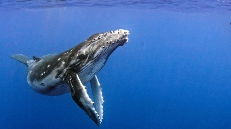 Humpback Whales: A Detective Story (2019) - Episode 7 poster and promotional image