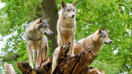 Animal Park Stagione 20