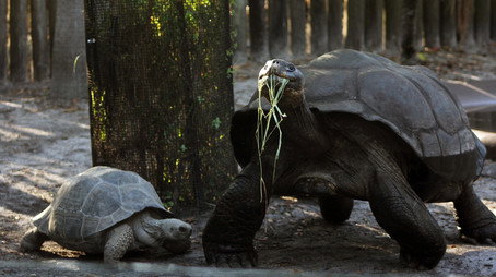 Secrets of the Zoo: Tampa Stagione 4