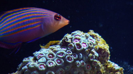Tanked Sezona 2