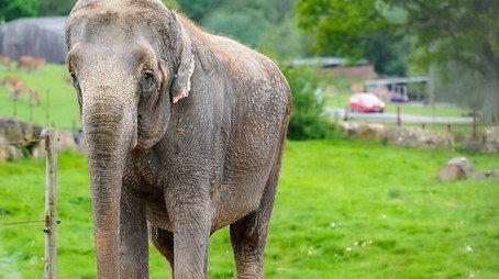 Animal Park Stagione 22