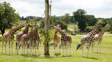 Animal Park Stagione 20