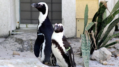 Secrets of the Zoo: Tampa Stagione 3