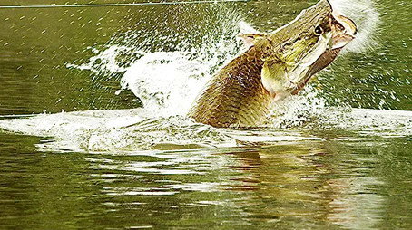 River Monsters Сезон 6