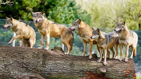 Animal Park Stagione 22