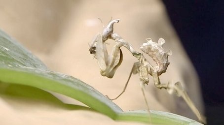 Pequenos Gigantes da Natureza119