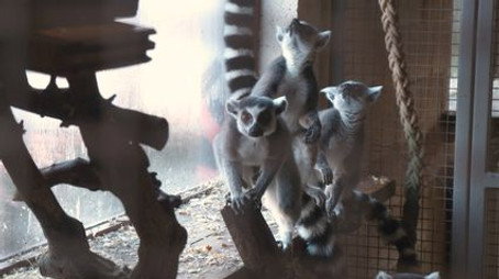 Expédition Pairi Daiza Sezóna 9