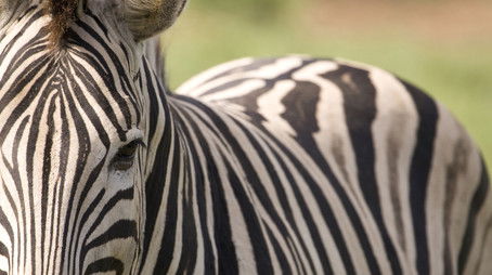 Horse Tigers (1992) - Episode 14 poster and promotional image