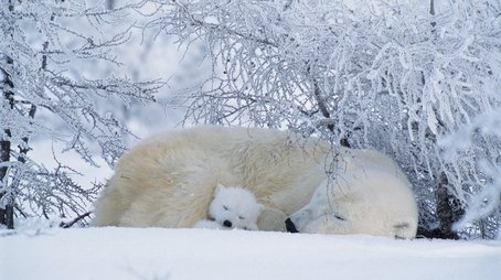 Arctic Bears (2008) - Episode 8 poster and promotional image