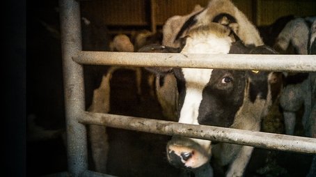 A Cow's Life: The True Cost of Milk? (2022) - Episode 6 poster and promotional image