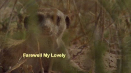 Meerkat Manor Évad 3